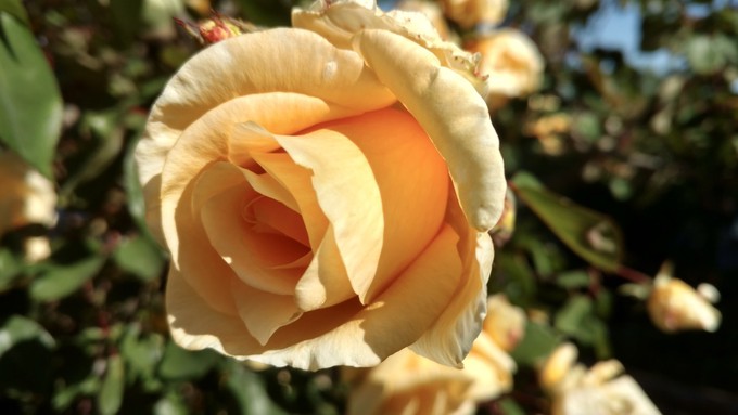 Early Fair Oaks residents may have grown roses such as this Lady Hillingdon, a fragrant hybrid tea introduced in 1877.