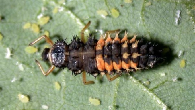 Lady beetle larvae like this one are scary looking, but they're voracious eaters of aphids.