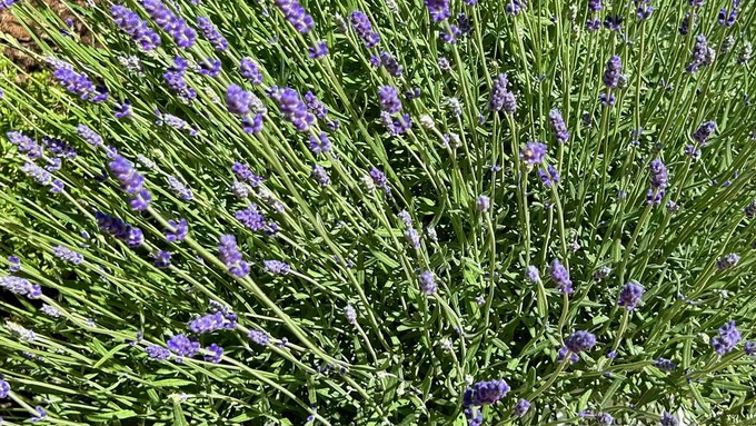Colorful and pretty, with a heavenly scent -- that's lavender! Celebrate this beloved herb Saturday in Folsom.
