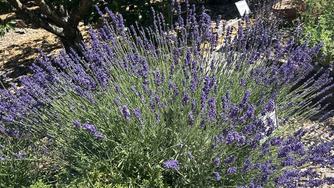 Lavender grows  beautifully in the Sacramento area. This gorgeous bush and several others thrive in the Fair Oaks Horticulture Center Herb Garden.