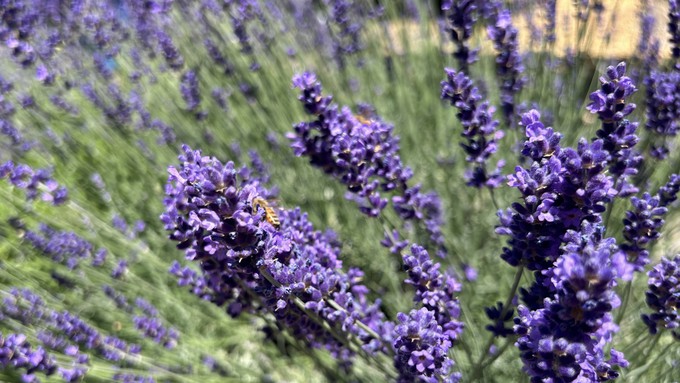 A bee revels in the lavender blooming at the Fair Oaks Horticulture Center. The later hours of Thursday's evening Open Garden offer an excellent time to see pollinators in action.