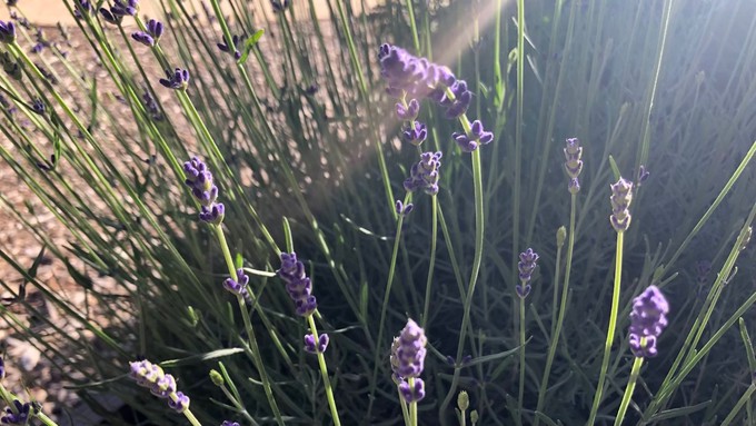Lavender prefers a bright, dry spot with relatively poor soil -- and good drainage.