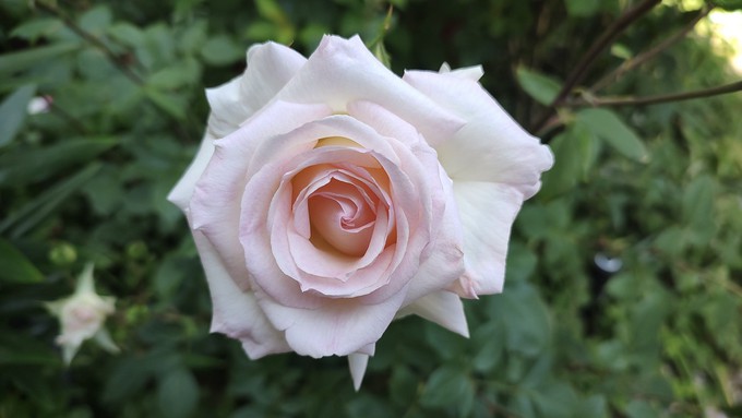 The miniflora rose Leading Lady is one of the roses to be auctioned Thursday.