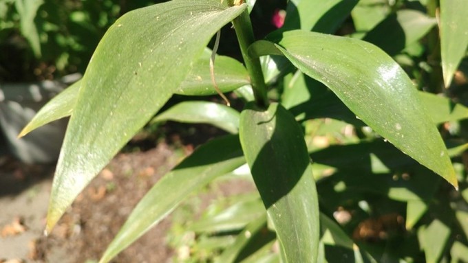 Ash collects on the leaves of a large lily plant.