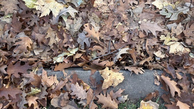Get that multitude of leaves out of the gutter and put them to work. They make excellent mulch to keep roots warm, or at the very least they can become compost.