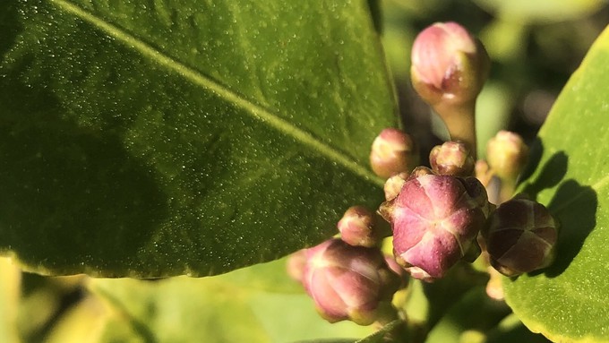 These buds on a Meyer lemon tree will be blooming soon, a reminder that the tree will need a low dose of fertilizer to help set fruit.