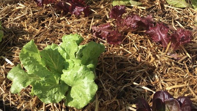 Lettuce transplants benefit from straw mulch.