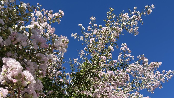 The fluffy blossoms of the crape myrtles (Lagerstroemia indica) give Sacramento summers plenty of landscape color. Some people aren’t fond of the blossom “snow,” however.