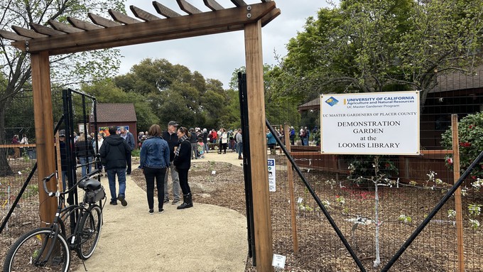 It was late March when the Demonstration Garden first opened at the Loomis Library. Guaranteed there will be more blooms, bigger plants and plenty of sunshine this Saturday for the Spring Open House.