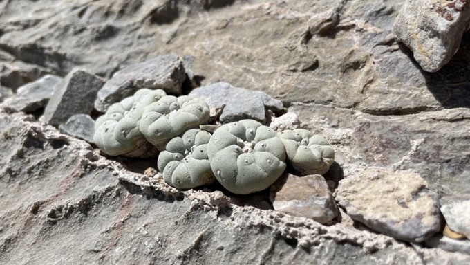 Hunter of Cactus Quest will talk about his research trips to Mexico in "Desert Enchantments," at the beginning of the pop-up shop Saturday morning. He took this photo of Lophophora diffusa on one of the trips.