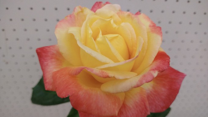 This beauty is the Love and Peace rose, a moderately fragrant hybrid tea.