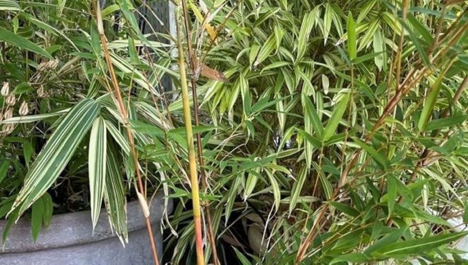 Looking for an unusual addition to your garden? Mad Man Bamboo Nursery of Rocklin will offer unusual non-invasive bamboos at Shepard Center's Fall Sale.