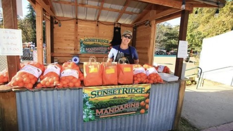 Image caption: They'll be in a new location this year, but the smiling sellers of Placer County mandarins will be  plentiful at the Mountain Mandarin Festival.