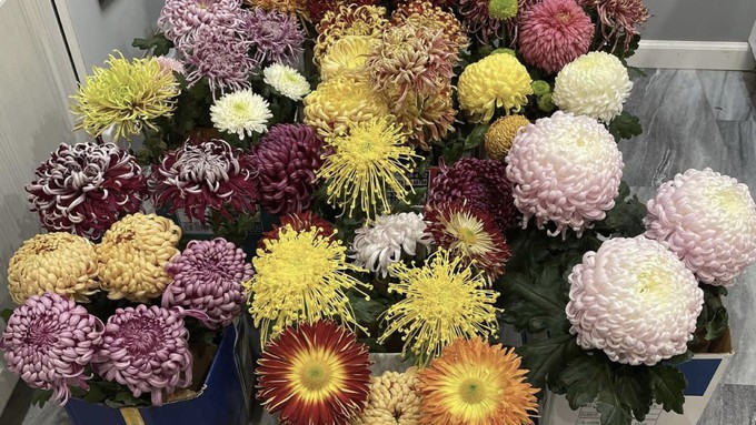 These beautiful mums, prepared for transport to an earlier show, are typical of the ones that will be on display at the Shepard Center this weekend.