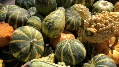 Image caption: It's harvest time for gourds, pumpkins and winter squashes.