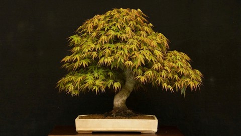 Image caption: This beautiful maple bonsai took years of careful pruning to create. Learn about this living art form on April 12 and 13 at Shepard Center.