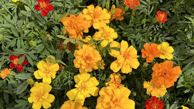 Transplant marigolds now for continued summer color. Some gardeners like to edge their vegetable planting areas with marigolds.