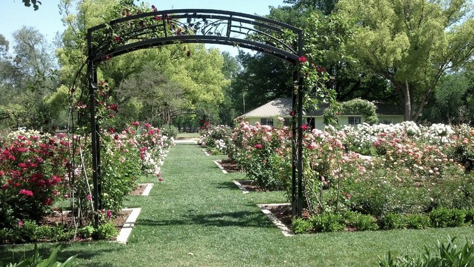 This is what the McKinley Park Memorial Rose Garden will look like come spring. But first, all those rose bushes require pruning -- by volunteers.