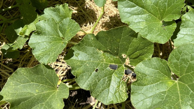 Yes, there are some holes in those melon leaves. Am I worried? No -- I'm not growing melons for their leaves.