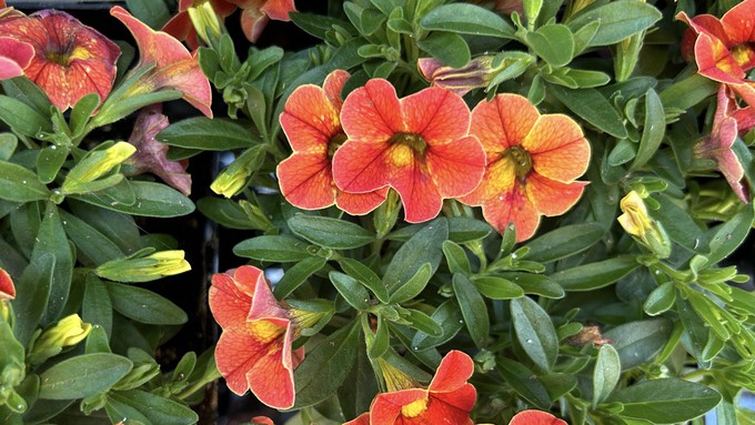 Calibrachoa, also known as 'Million Bells,' comes in array of bright colors, perfect for adding accents to pots or hanging baskets.