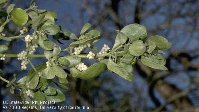 The white berries of mistletoe are excellent food for songbirds.