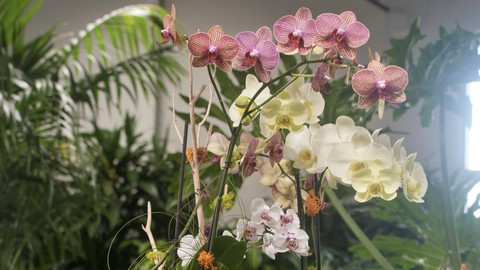 Image caption: Moth orchids are increasing in popularity as a Christmas gift.