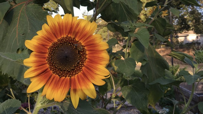 'Autumn Beauty' sunflowers are often multicolored in shades of bright yellow, dark gold and rich bronze.