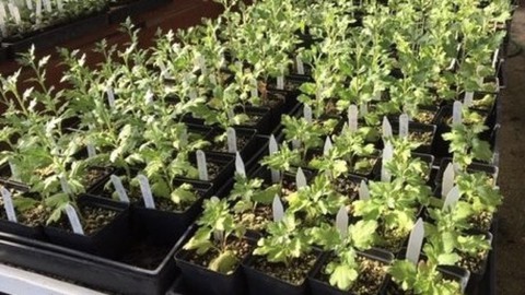 Image caption: These chrysanthemum cuttings are ready for the sale Saturday.