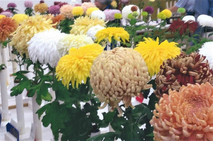 Want to grow mums like these? Here's your chance to get some rare varieties.