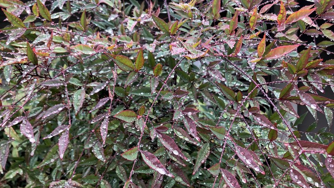 Raindrops give a whole different look to this heavenly bamboo shrub (aka nandina).