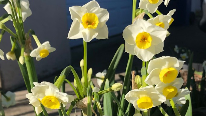 Thin winter sunshine highlights narcissus in bloom. We could have more dry days than wet this month.
