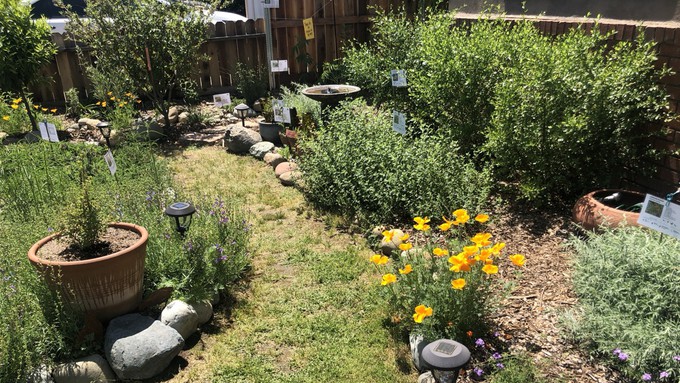 Native plants in the Gardens Gone Native tour typically are marked with explanatory signs, as in this Carmichael garden on the 2023 tour. This year's tour, which will include more than 30 sites in Sacramento and Yolo counties, will be Saturday, April 27.