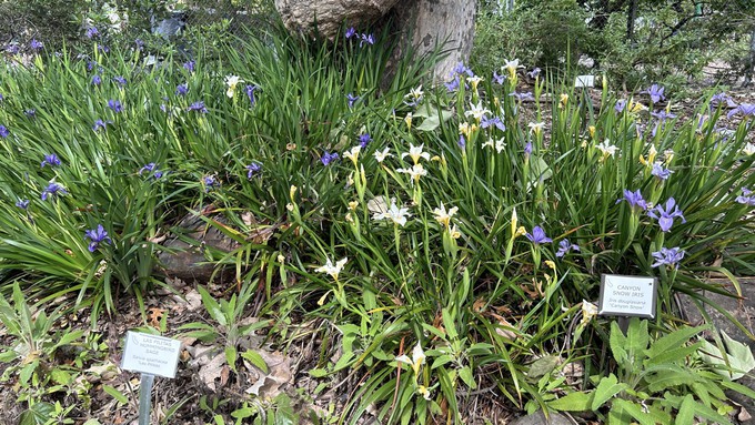 Native Douglas irises -- as well as the 'Canyon Snow' cultivar irises -- are in bloom at the Fair Oaks Horticulture Center this week, which also happens to be California Native Plant Week.