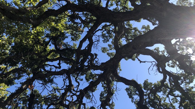Look up and learn! The Sacramento Tree Foundation offers free guided tours of Sacramento trees, including a June 3 tour of Hollywood Park via bicycle.