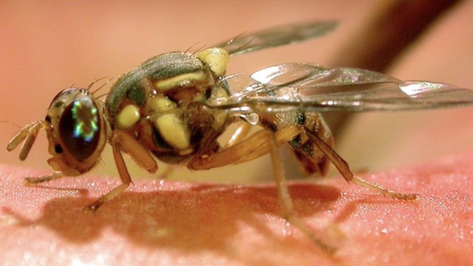 This is the little pest that causes big damage: the Oriental fruit fly.