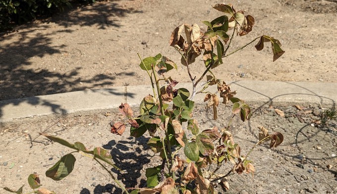 This poor Oklahoma hybrid tea rose bush needs some water, and stat!