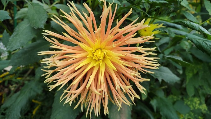 If you want eye-popping dahlias later this summer, plant tubers now.