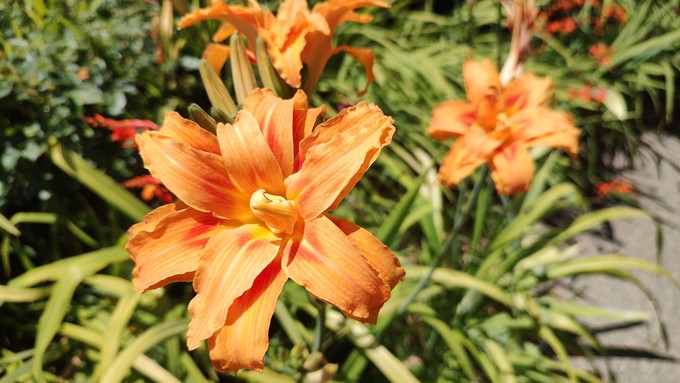 A double orange daylily blooms on the first day of summer in Sacramento. Mild June weather may extend bloom season for many late spring favorites.