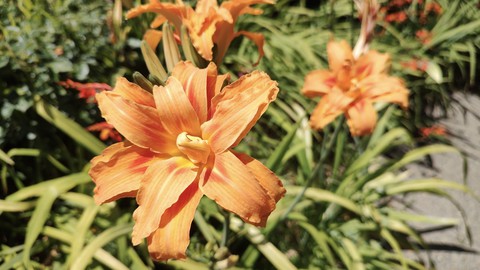 Image caption: Daylilies in profusion will be on view this weekend at Amador Flower Farm, in the heart of Amador County's wine country.