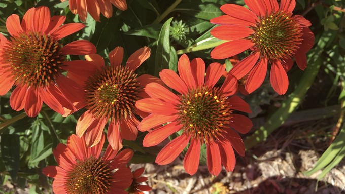 Coneflowers come in more colors than just purple. Seed some now for bright flowers beloved by pollinators.