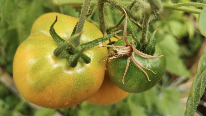 On this Chef's Choice Orange tomato plant, one blossom didn't pollinate but others fortunately did. Heat and low humidity affect tomato pollen.