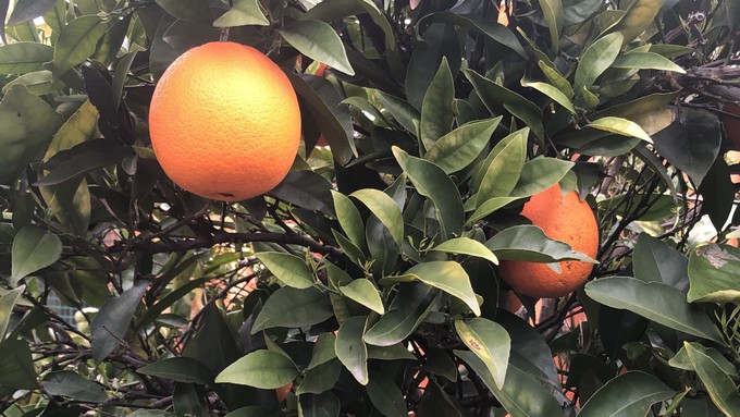 Did you know citrus trees are considered fire-smart plants? Learn about defensible space and  firescaping options April 8.
