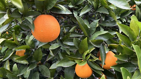 Image caption: These Washington navel oranges are very close to ripe. Taste one if you're not sure -- but it's best not to pick them all at once.