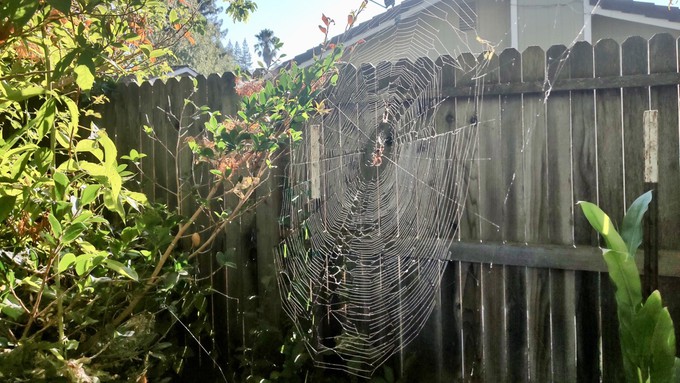 This is the web of a golden orbweaver spider. They like to hang out during the day under the leaves of large rose bushes.