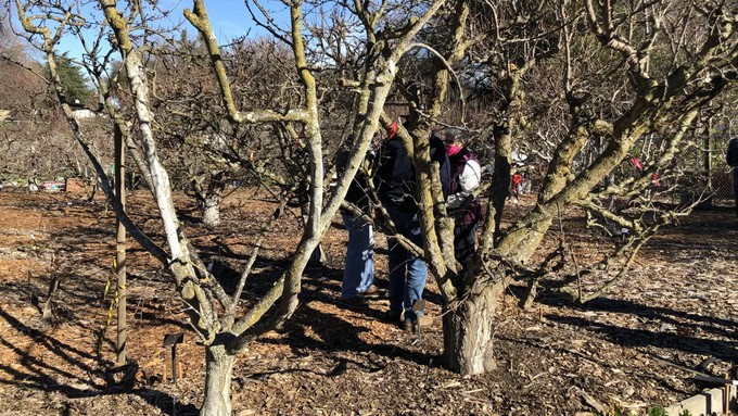 The orchard at the Fair Oaks Horticulture Center looks quiet in winter, but crucial pruning happens at this time. It will be open to visitors and staffed  by master gardeners during Open Garden Day on Jan. 21. Bring questions!