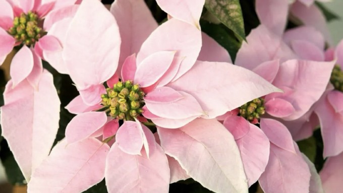 Whether  pink or white or red -- or some combination -- poinsettias like warmth (but not too much).
