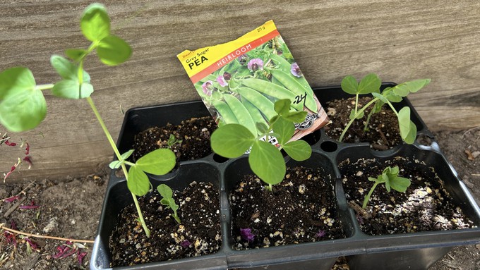 Sugar peas sprout quickly in September weather. These were planted 10 days ago and  could be transplanted now or in the week or so, whenever the garden site is ready.