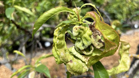 Image caption: This gnarly mess of leaves on a peach tree is what happens in spring when the tree hasn't been adequately sprayed for leaf curl. Winter is the time to prevent it!