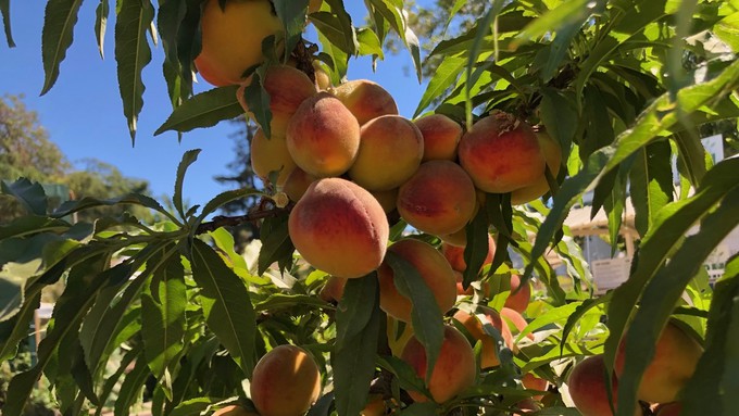 How not to grow peaches: This tree at Cal Expo last July should have thinned months earlier. The guide: A hand's width between fruit.