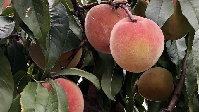 Peach trees and other orchard trees can benefit from summer pruning. Get tips on how to do it from the El Dorado County master gardeners this Saturday.